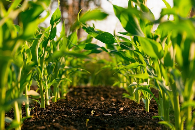 Photo: Steven Weeks. The photo depicts a field of corn at early stage with rich soil between the rows.