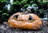 Image of a carved pumpkin which is rotting and squishy.