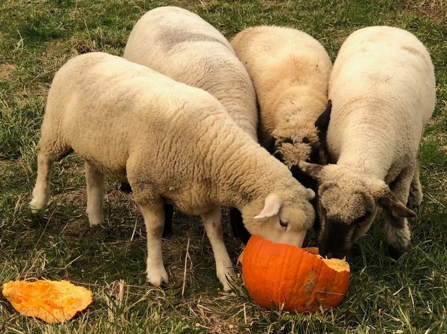 An image of sheep eating pumpkins in a farm field.