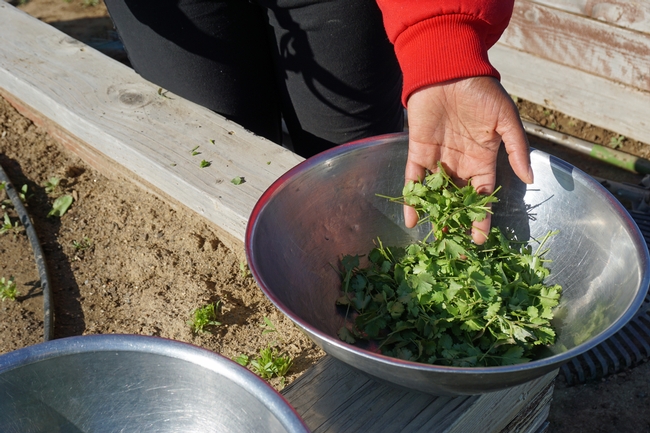 Cilantro harvested in the garden is destined for the women's lunchtime salad bar.