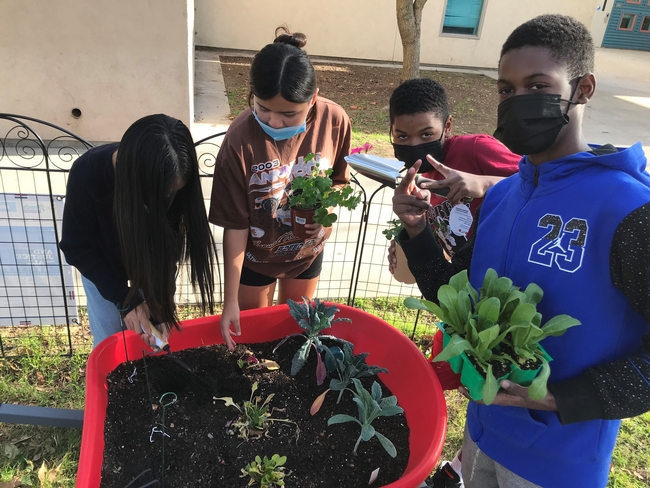 Los estudiantes de la secundaria Villegas plantan sobre una carretilla como parte de una clase en colaboración con CalFresh Healthy Living de UCCE Riverside, condado de Riverside. Fotografías por Daisy Valdez.
