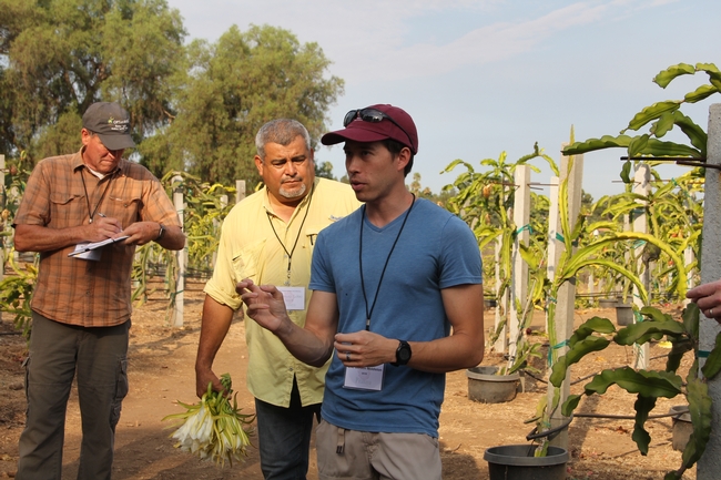 Eric Middleton (centro), quien se encuentra en el Rancho Wallace Ranch explica cómo controlar las plagas más comunes en la pitahaya/fruta de dragón, de manera efectiva.