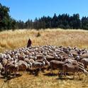 Rancher Dan Macon works with his sheep in the dry California foothills. by Justin Wages