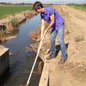 Farm advisor Michelle Leinfelder-Miles collects field samples in the Delta. Photo by Terry Pritchard.