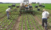 Drip irrigation lines being installed for lettuce in the Salinas Valley, California. Photo courtesy of Tim Hartz.