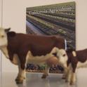 A plastic heifer and calf decorate metal filing cabinets in the University of California’s Division of Agriculture and Natural Resources. Photo by Josephine Devanbu.