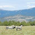 Wild horses, Modoc National Forest. Photo by Laura Snell.