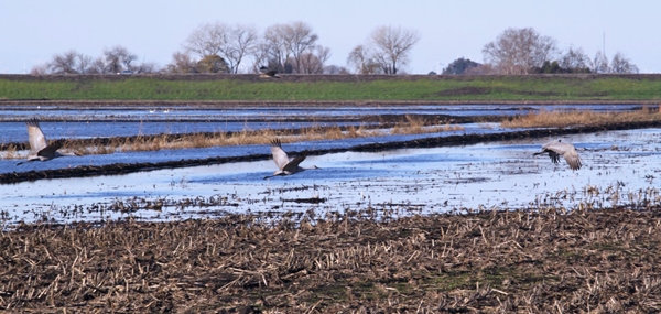 Sandhill Cranes fly over flooded fields in the Sacramento San Joaquin Delta, a major hub of state water supply. Photo by David Zinniker.