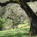 Ghost pines, live oaks, black oaks, and madrones, among other trees, make their stand interspersed with annual and perennial grasses at the headwaters of a California watershed. Photo by David Lewis.