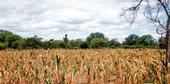 Corn wilts on a farm in Mozambique. Photo by FEWS NET.