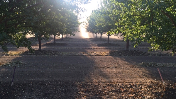 The same almond orchard as above, but at harvest time. Photo by Katherine Jarvis-Shean.