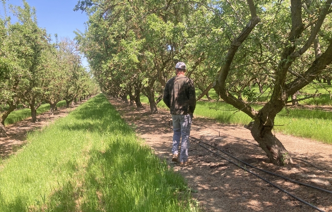 Andrew Carroll walking in the almond orchard. Photo by Caddie Bergren.