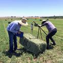 DREC staff, Juan Buenrostro (left) and Efrain Sambrano (right) measuring alfalfa yields.