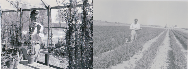 Dr. William Lehman, UC agronomist, Working on alfalfa cuttings in the nursery (left) and taking notes for spotted aphid research in the field (right) at Desert REC in 1958.  One of UC DREC's most important contribution is a variety of alfalfa developed by William Lehman called CUF 101. This alfalfa variety resists the blue aphid and grows through the winter in the low desert rather than going dormant. This saved the alfalfa industry in California.