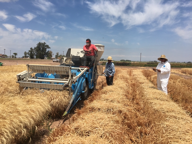 center staff and seasonal labor harvesting wheat research fields