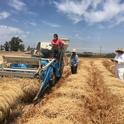 Center staff and seasonal labor harvesting wheat research fields