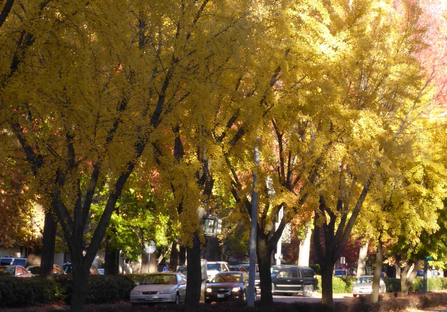 Street lined with trees in fall colors.