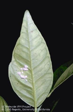 Underside of leaf showing infestation of woolly whitefly pupae and eggs, with excreted honeydew. Jack Kelly Clark, UC IPM
