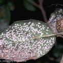 Crown whitefly colony on oak leaf. Jack Kelly Clark, UC IPM