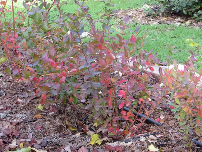 lueberry foliage showing fall colors. Jeanette Alosi