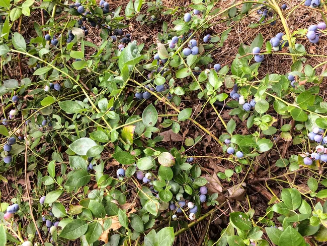 Blueberry bush. Laura Kling