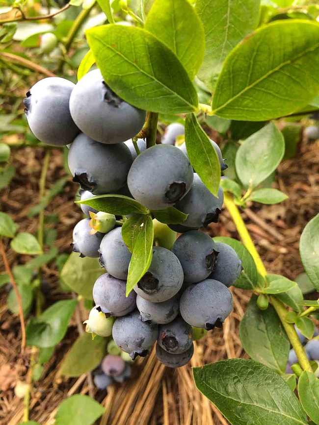 Blueberries growing in Chico. Laura Kling