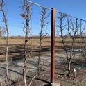 Espaliered fruit trees in January 2021 at Patrick Ranch. Laura Kling