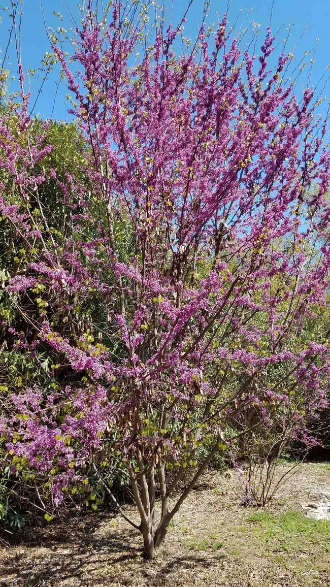 Native redbud requires little care, is a good firewise choice and attracts pollinators as well. Jeanette Alosi