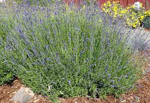English lavender 'Hidcote' (lavandula 'Hidcote'), and other lavenders thrive in our climate. Brent McGhie