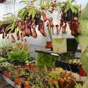 Carniverous pitcher plants (nepenthes) and sundews (drosera) at the CSUC Greenhouse. Michelle Graydon