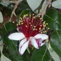 Feijoa (pineapple guava) flower, edible petals turned upwards. J. Lawrence