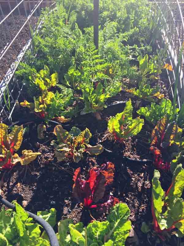Chard,gowing here in a raised bed with carrots, has multiple culinary uses. Kim Schwind