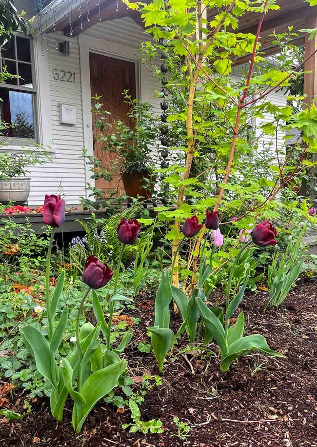 Tulips grace the front garden in early spring. Michelle Graydon