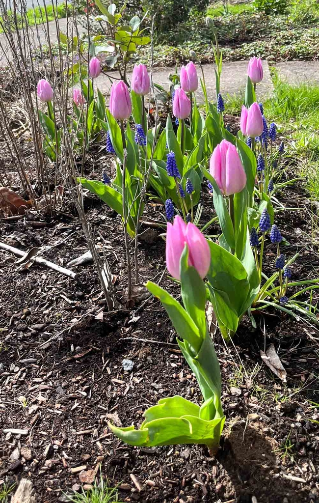 Tulips and Grape Hyacinth add color and beauty to an early spring garden. Marijke Dixon Wood