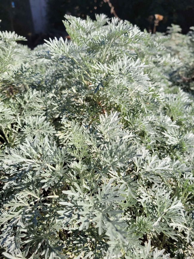 Artemesia's gray foliage makes it an excellent plant for a moon garden. Jeanette Alosi