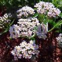 White yarrow(achillea millefolium white) is especially well-suited for a moon garden. Brent McGhie