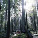 The winter sun is much lower than in summer, as seen in this November photo of redwoods. Laura Lukes