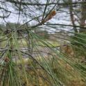 A young cone sprouts on the gray pine. Laura Lukes