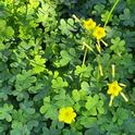 Oxalis is an aggressive spreader that is very difficult to control. J.C. Lawrence