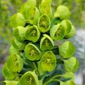 Flowering head of Euphorbia characias. Jeanette Alosi