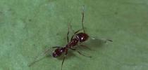 Adult Argentine ant. Jack Kelly Clark, UC IPM Program for The Real Dirt Blog Blog