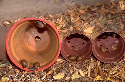 Flower pots turned to reveal trapped snails. Jack Kelly Clark, UC IPM Program