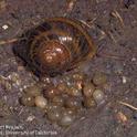 Adult brown garden snail near fresh snail eggs. Jack Kelly Clark, UC IPM Program
