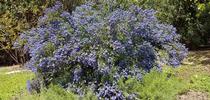 Ceanothus 'Concha' is a good firewise choice.  Jeanette Alosi for The Real Dirt Blog Blog