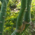 Photosynthesis occurs in both the leaves and bark of the blue palo verde. Elize Van Zandt