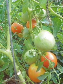 Healthy tomatoes on the vine. Maureen Matt