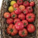 A basket of heirloom tomatoes.  Kim Schwind