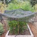 Shorter shaded peppers growing in front of tomatoes. Jeanette Alosi