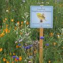 Neighborhood Habitat Certification is the topic of the first Master Gardener workshop this Fall. Altacal Audubon Society