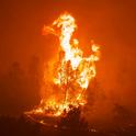 A foothill pine in flames in Cohasset on the first night of the Park Fire. Michael Steinberg